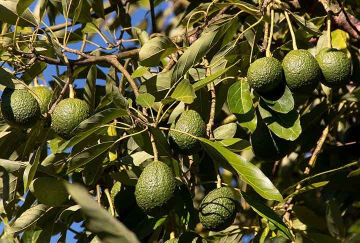 Os nutrientes presentes no abacate possuem propriedades anti-inflamatórias. Isso pode ser benéfico para a prevenção de doenças crônicas relacionadas à inflamação.
