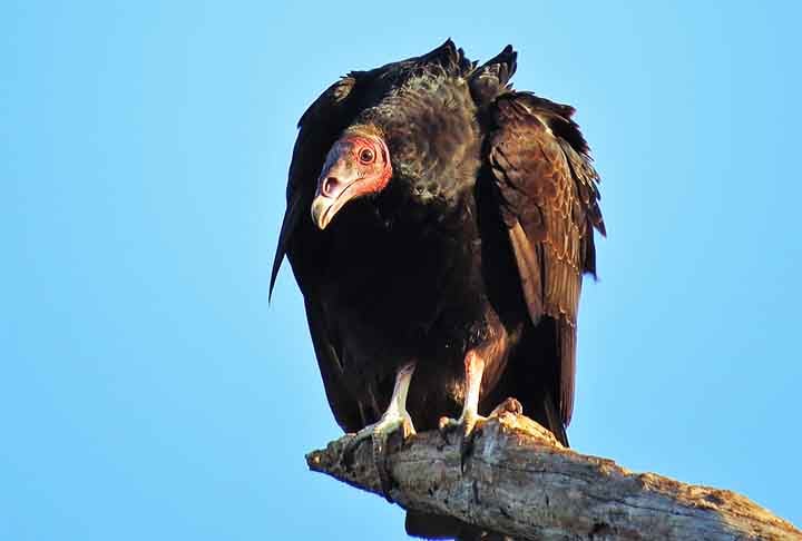 Os abutres geralmente são maiores que os urubus. Por exemplo, o urubu-rei (Sarcoramphus papa) é um dos maiores urubus do Novo Mundo, com comprimento total variando de 67 a 81 centímetros e envergadura de 1,2 a 2 metros.