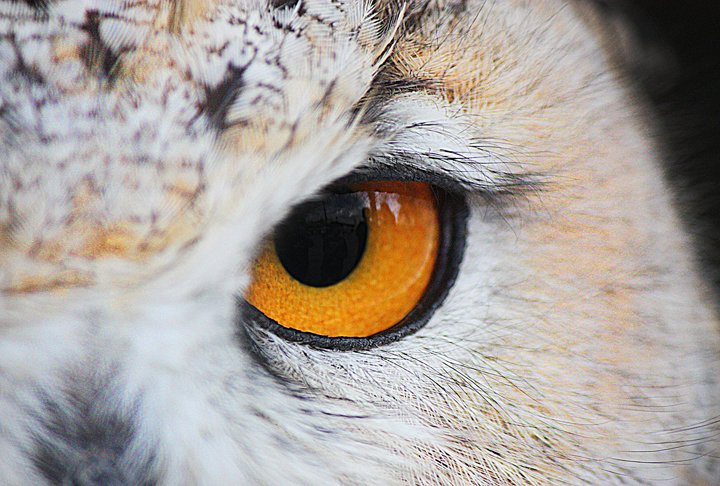 A anatomia da coruja é adaptada para a caça noturna. Seus olhos grandes e redondos são altamente especializados para a visão em condições de pouca luz, permitindo que vejam bem à noite. Diferentemente de outras aves, os olhos da coruja são para frente. 