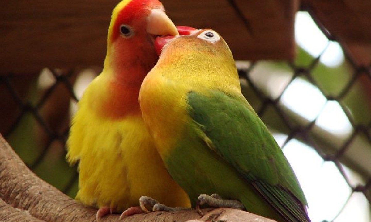 P&aacute;ssaro-do-amor: Tamb&eacute;m conhecido como agapornis ou periquito-namorado, esse p&aacute;ssaro escolhe um &uacute;nico parceiro para viver &quot;juntos para sempre&quot;. -  (crédito: wikimedia commons Gu&eacute;rin Nicolas)