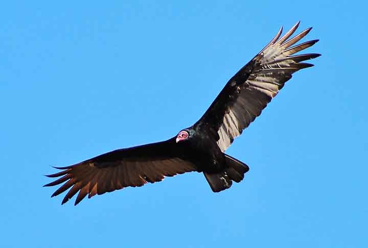 Os urubus são animais que não constroem ninhos. Para colocar seus ovos, utilizam fendas em penhascos ou árvores ocas. Nas grandes cidades, os urubus podem utilizar sacadas de prédios para colocar seus ovos.