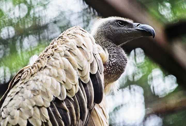 Diferentemente do que muitas pessoas pensam, os abutres não apresentam olfato bem desenvolvido. Para conseguirem seu alimento, eles contam com sua excelente visão, sentido que usam para avistar a carcaça de um animal ou mesmo outros abutres se alimentando.