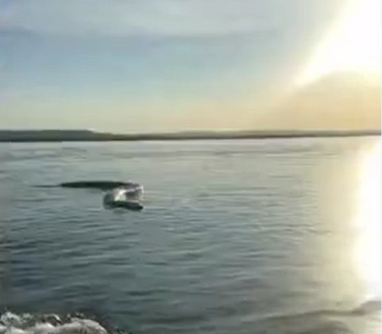 Agnaldo Teles Barbosa, de 44 anos, registrou o momento e publicou o vídeo nas redes sociais em junho de 2024.  A cobra vista nas imagens é uma sucuri-verde, uma espécie que pode alcançar até sete metros de comprimento.





