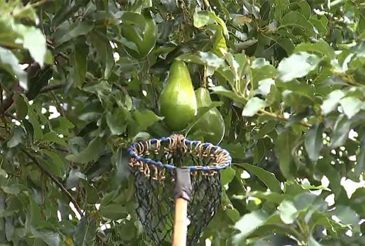 Em algumas regiões, as novas plantações de abacate estão causando desmatamento. Até 25 mil hectares de floresta são derrubados todos os anos no Estado de Michoacán, a principal região produtora de abacate do México.