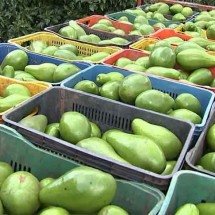 Pesticidas causam danos consideráveis à biodiversidade, alerta estudo -  Reprodu&ccedil;&atilde;o de v&iacute;deo TV TEM