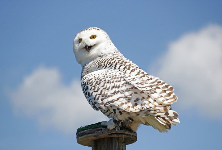 O famoso animal de estimação de Harry Potter é  uma coruja-das-torres branca, que foi dada ao bruxinho pelo guardião de Hogwarts, Hagrid,  em seu aniversário de 11 anos.