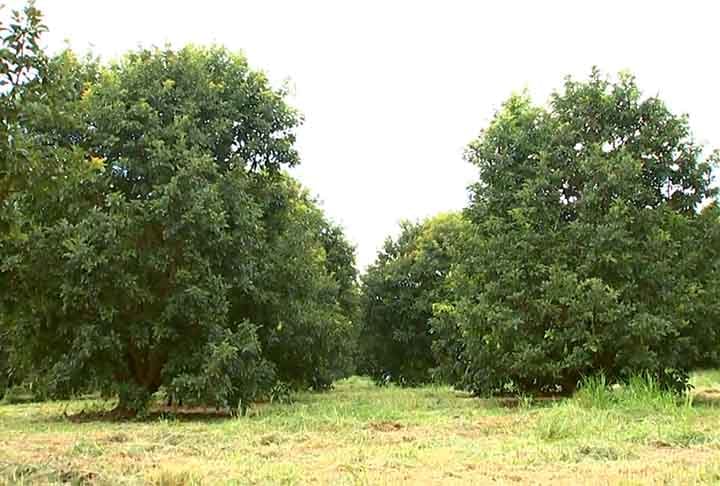 O comÃ©rcio do abacate pode ajudar a populaÃ§Ã£o local, fornecendo renda para os produtores agrÃ­colas, porÃ©m eles tambÃ©m irÃ£o sentir as consequÃªncias ambientais.