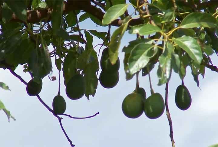 O problema deve aumentar à medida que a crise climática se aprofunda. Consumir mais alimentos de fontes locais pode aumentar a resiliência e ajudar a proteger contra a escassez de alimentos no futuro.