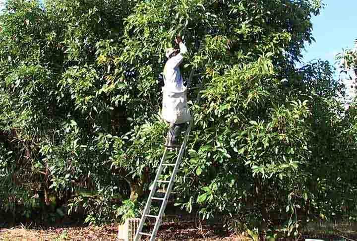 Os abacateiros são plantas que consomem muita água, mil litros por quilo. O problema principal é que os abacates são cultivados em regiões que já sofrem com a falta d'água.