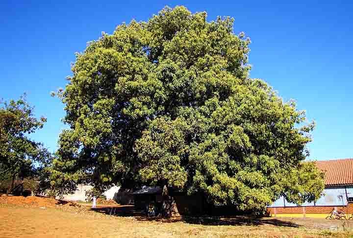 O abacate não é o único alimento com impacto ambiental, entretanto enfrenta esses sérios problemas na produção e distribuição. Além disso, as plantações de abacate no México já foram relacionadas ao crime organizado e aos abusos dos direitos humanos. 