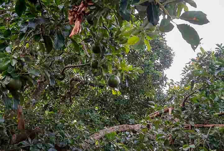 No entanto, na agricultura moderna, a maior parte das plantações de abacate depende muito dos fertilizantes e combustíveis fósseis, o que aumenta as emissões de gases do efeito estufa.