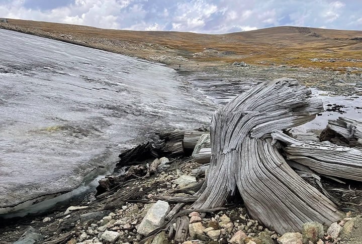 Gelo derretido revela floresta de 6 mil anos em montanha americana