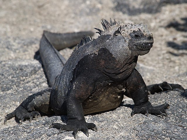 Já as iguana-marinha (Amblyrhynchus cristatus) são nativas das Ilhas Galápagos, o paraíso pertencente ao Equador onde Charles Darwin se impressionou, inspirando-se para o Livro 