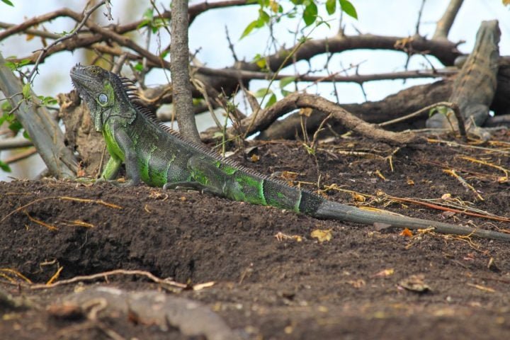 As iguanas até podem morder pessoas, se acharem que estão sob ameaça, mas geralmente são animais pacíficos e preferem evitar confrontos. A mordida de uma iguana pode ser dolorosa, pois elas possuem dentes afiados. Além disso, elas usam a cauda para se defender, dando golpes rápidos.