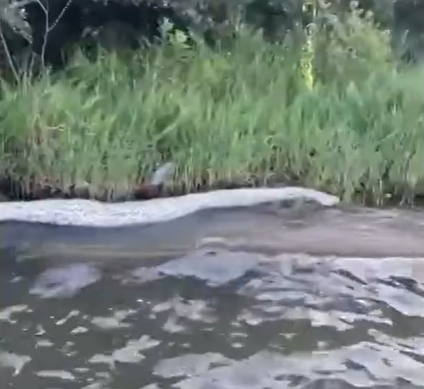 O homem relatou que, dias antes, havia encontrado outra pele de uma cobra bem grande flutuando pelo mesmo lago. 