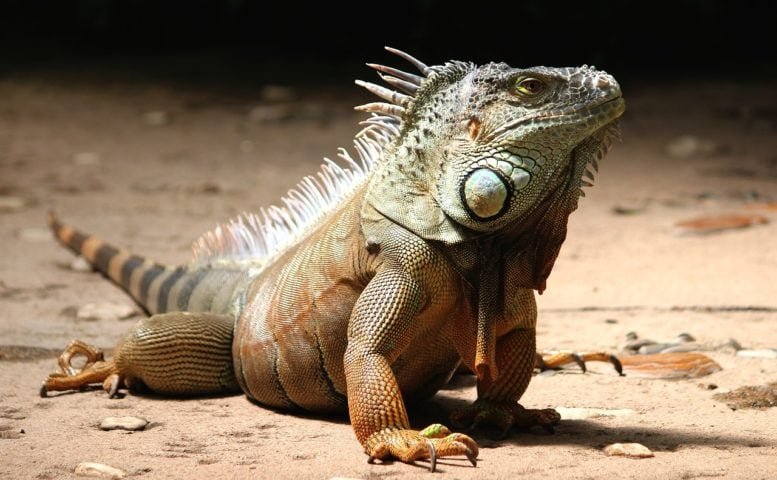 Em geral, as iguanas preferem habitar ambientes que tÃªm bastante vegetaÃ§Ã£o, como Ã¡rvores e Ã¡reas rochosas.