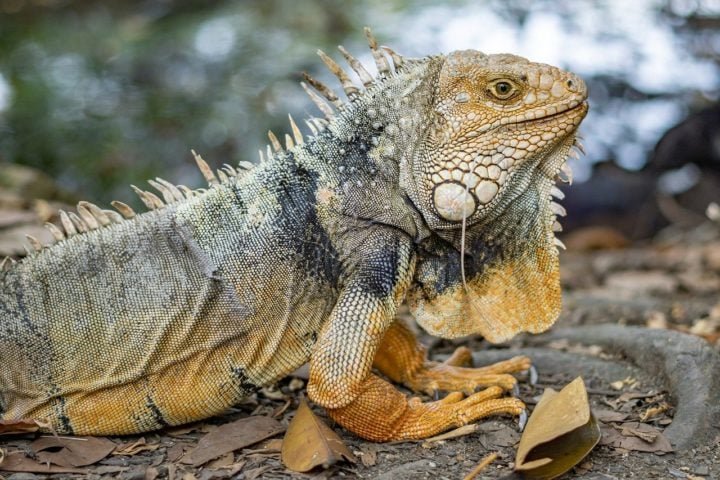 A pele das iguanas é escamosa, grossa e resistente, o que ajuda a protegê-las de predadores e condições ambientais. As escamas variam em tamanho e textura.