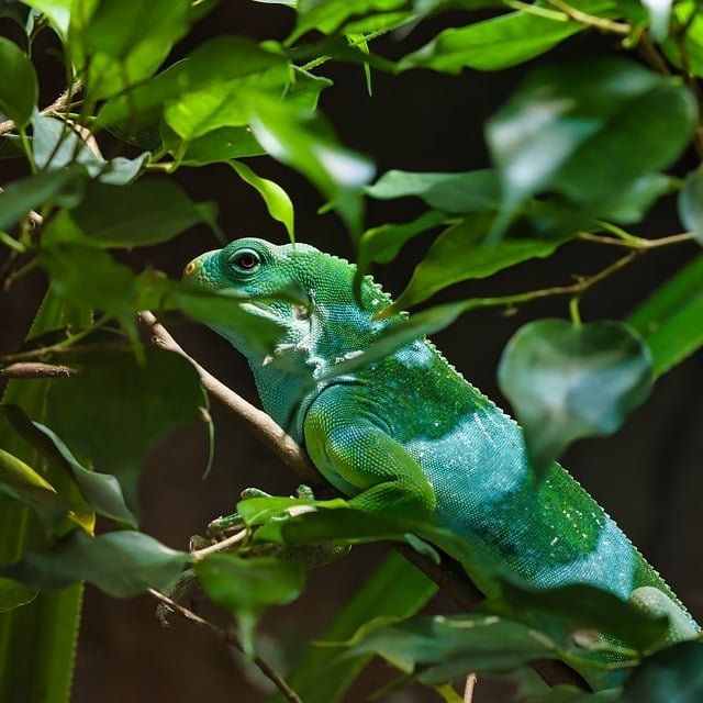 As iguanas são principalmente herbívoras. A dieta delas inclui folhas, flores, frutas e brotos de plantas. Gostam de  folhas verdes e macias, como as de hibiscos e alface, além de frutas tenras como mangas, bananas e figos.