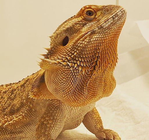 A pele também tem a capacidade de mudar ligeiramente de cor para ajudar regulação da temperatura e na camuflagem que protege contra predadores.