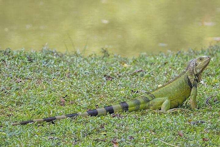 Com isso, o governo taiwanês oferece cerca de R$ 90 por animal abatido e incentiva a população a identificar locais de reprodução, especialmente nos meses de maio e junho, período em que filhotes são mais vulneráveis. 