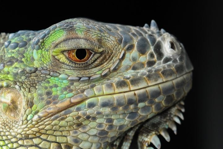 As iguanas-verdes (Iguana iguana), por exemplo, são comuns nas florestas tropicais da América Central e do Sul, incluindo países como Brasil, México, Venezuela e Paraguai.