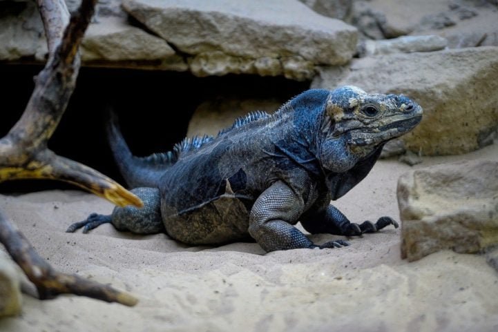 A iguana é uma espécie de lagarto. Faz parte de uma família de lagartos chamada Iguanidae. Ou seja todas as iguanas são lagartos. Mas nem todos os lagartos são iguanas.