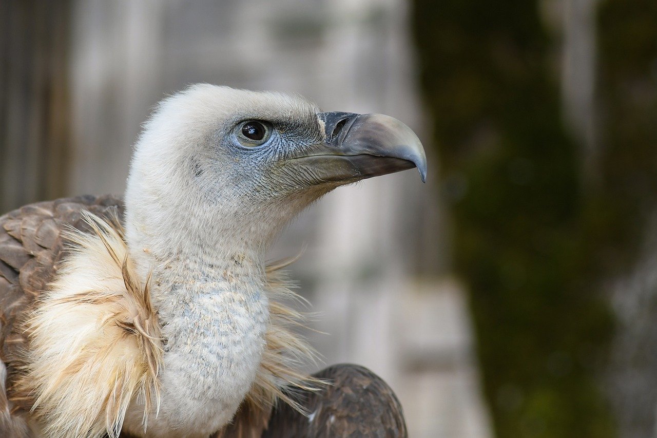 Geralmente, são encontrados em regiões de savanas, pastagens e semi-desertos. Embora tenham comportamentos semelhantes ao do urubu, esses animais fazem parte de famílias de aves distintas.