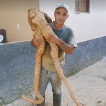 Mandioca em formato humano chama atenção; saiba tudo sobre a iguaria - Acervo pessoal 