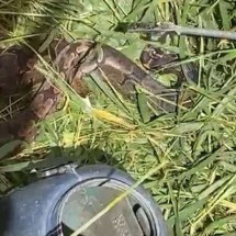 MG: homem capina lote e encontra jiboia; veja vídeo
