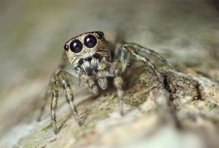 As aranhas saltadoras possuem uma visão impressionante, com alta percepção de cores e profundidade. Elas usam essa habilidade para localizar presas e realizar saltos precisos para capturá-las.
