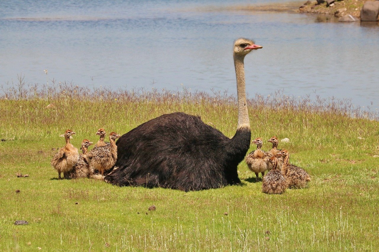 Os fenÃ­cios gostavam de ovos de avestruz (foto). JÃ¡ os egÃ­pcios apreciavam ovos das fÃªmeas de ganso, codorna , pelicano e pato. Foram encontradas receitas egÃ­pcias de 2 mil anos antes de Cristo que levavam ovo no preparo.