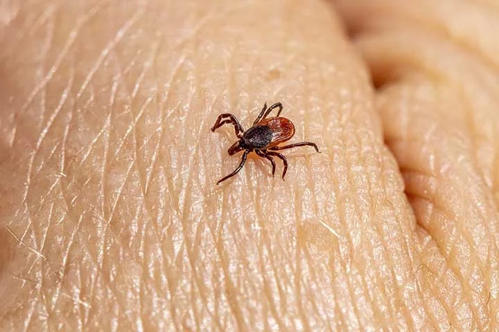 Já para remover os carrapatos da pele, deve-se use luvas de látex ou borracha para proteger as mãos antes de retirá-los.