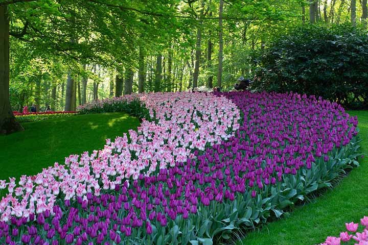 Origem e história: As tulipas são originárias da Ásia Central, não da Holanda como muitos pensam. Mais especificamente, essas flores são nativas da Turquia e foram introduzidas na Europa no século 16.