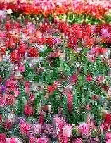O colorido e os simbolismos das tulipas: flores que paralisam o olhar - Imagem de Nicolas IZERN por Pixabay