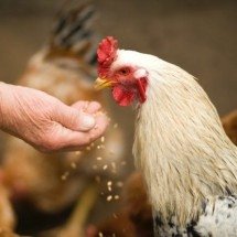 Gripe aviária não deve impactar preço da carne de frango, diz ministro