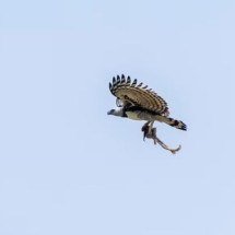 Maior águia do mundo: fotógrafo flagra harpia com um macaco nas garras - Gabriel Oliveira/Icterus Ecoturismo