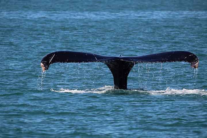 A baleia-de-bryde pode chegar a viver mais de 50 anos, e em sua gestaÃ§Ã£o de um ano dÃ¡ Ã  luz a um Ãºnico filho. Elas podem medir ao nascer cerca 3 metros pesando 600 quilos e sÃ£o encontradas em todos os oceanos nas Ã¡reas costeiras e oceÃ¢nicas, em Ã¡guas tropicais e subtropicais.