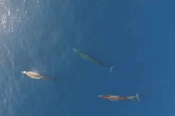 Ela foi identificada na chamada Bacia de Santos, em uma Ã¡rea de mar entre FlorianÃ³polis, em Santa Catarina, e em Cabo Frio, no Rio de Janeiro, com o tamanho do estado de Mato Grosso do Sul. 