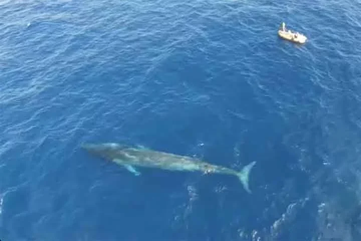 Baleia-fin -Â A espÃ©cie pode medir 27 metros e pesar atÃ© 70 toneladas. Elas foram caÃ§adas no sÃ©culo passado, causando uma diminuiÃ§Ã£o de sua populaÃ§Ã£o estimada em 70%. TambÃ©m continuam a ser caÃ§adas em pequenos nÃºmeros pelo JapÃ£o e tambÃ©m sofrem impactos decorrente de colisÃµes com grandes navios. 