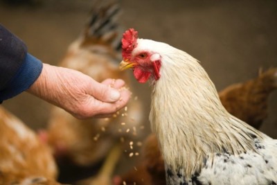 Especialistas associam a alta demanda e os preços elevados ao impacto direto da gripe aviária, que só em janeiro atingiu 23 milhões de aves no país. -  (crédito: Oleksandr Ilhas Canárias/Pexels)