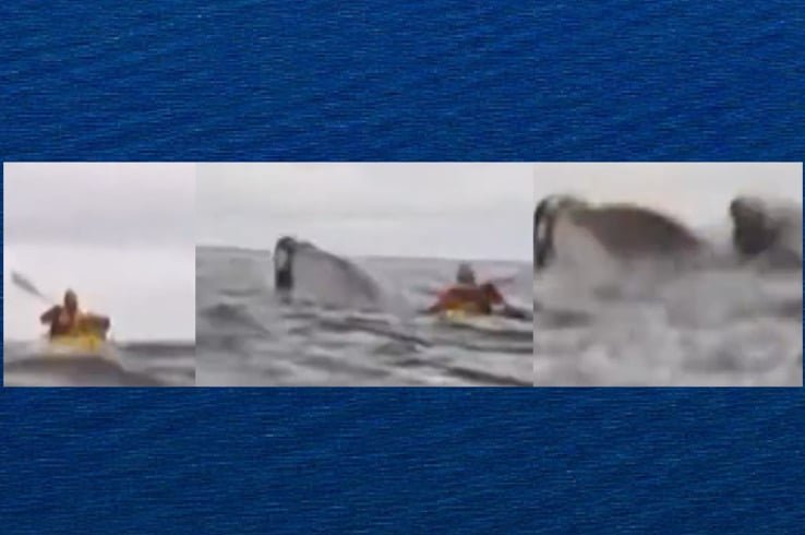 O pai de Adrián, Dell, estava gravando as imagens com uma câmera na popa de outro barco. E acavou registrando tudo. O pai contou sobre o susto quando não viu mais o filho depois que a baleia apareceu. Mas logo depois ele retornou. Os dois estavam na Baía del Águila, uma pequena enseada costeira na região de Magallanes y Antártica Chilena. Eles chegaram ao país há sete anos. 