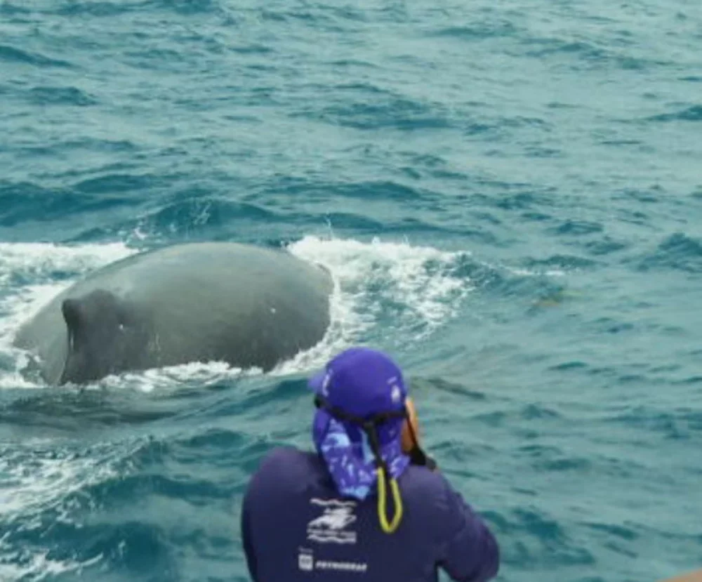 Na rota de migração das baleias-jubartes, a costa do Nordeste é conhecida como “última fronteira”, pois a partir desse ponto elas iniciam o trajeto de retorno para o seu ambiente de origem.  Saiba mais sobre a presença dessas baleias no litoral brasileiro. 
