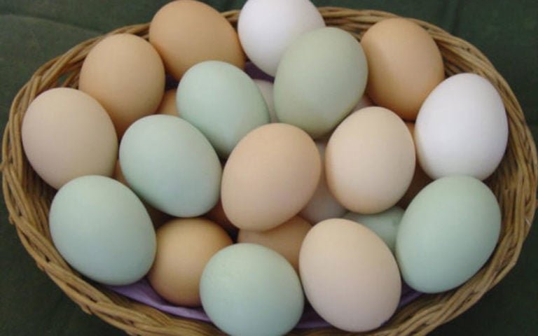 Os ovos caipiras, por sua vez, tem uma gema que possui uma coloraÃ§Ã£o amarela mais intensa, jÃ¡ a casca tende a ser branca, vermelha e azulada. Ele Ã© uma fonte de proteÃ­na e auxilia na produÃ§Ã£o de mÃºsculos, aumentando a saciedade, ajudando na perda de peso.