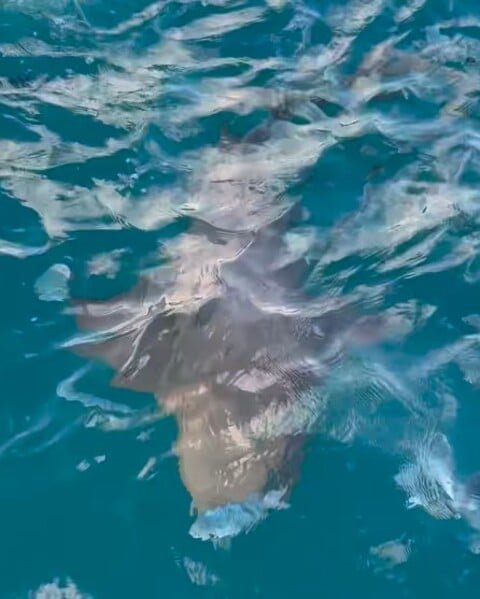 Em seu perfil no Instagram, ela compartilhou vídeo feito por seu marido com o flagra momento. 