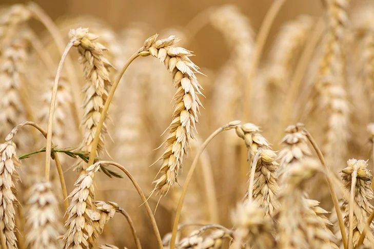 Uma das bases da alimentação, saiba mais sobre o trigo Uma das bases da alimentação, saiba mais sobre o trigo