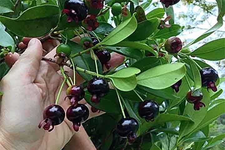 Quando madura, sua casca é preta ou roxa escura. Além de ser rica em vitamina C, antioxidantes e fibras, a grumixama também tem propriedades anti-inflamatórias.