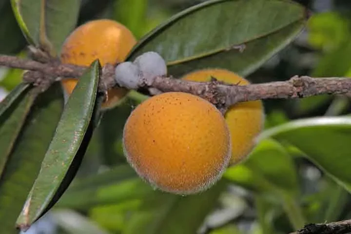 Cabeludinha: Também conhecida como jabuticaba-amarela, essa fruta nativa da Mata Atlântica pode ser cultivada em vasos ou pequenos quintais.