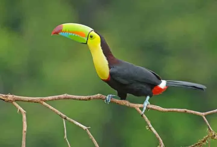 Tucano-de-Bico-Arco-Ãris- Possui um bico colorido, que pode medir atÃ© 20 centÃ­metros. Essa espÃ©cie Ã© encontrada na Venezuela, ColÃŽmbia e no sul do MÃ©xico, sendo o sÃ­mbolo de Belize. Tem uma dieta baseada em frutas, insetos, ovos e pequenos vertebrados.