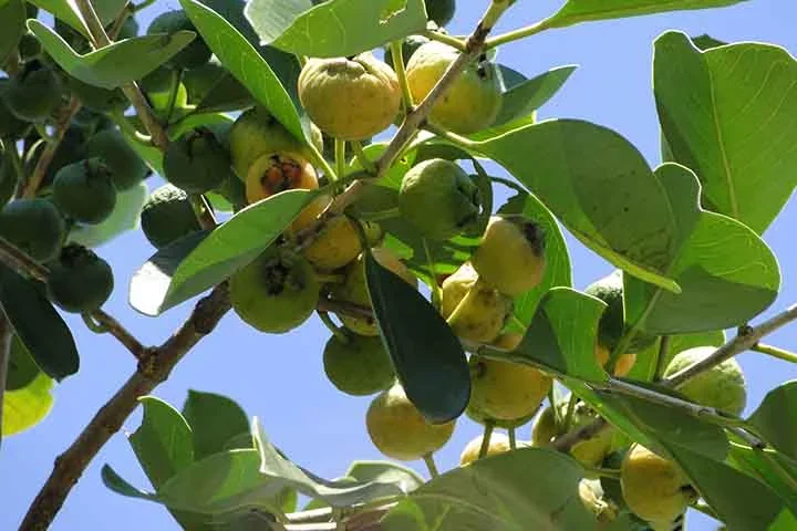 O araçá é rico em vitamina C, fibras e antioxidantes, sendo benéfico para a saúde, principalmente para o sistema imunológico e digestivo.