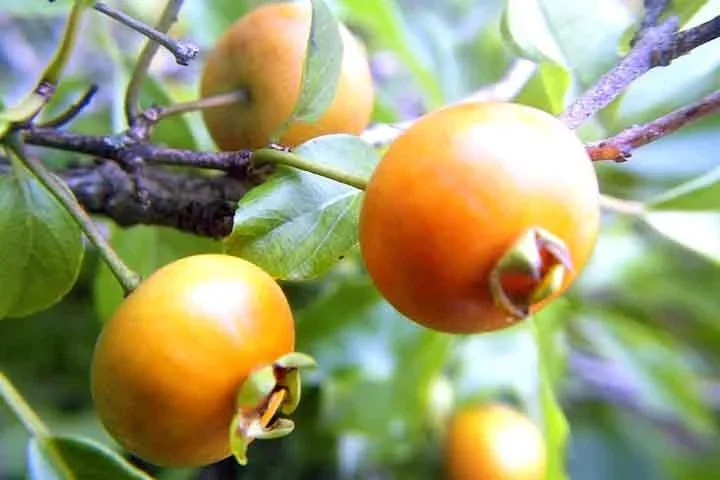 Guabiroba: O nome guabiroba tem origem tupi e significa 